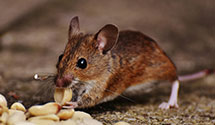 24 Hour & Emergency Exterminators in Rowlett, TX
